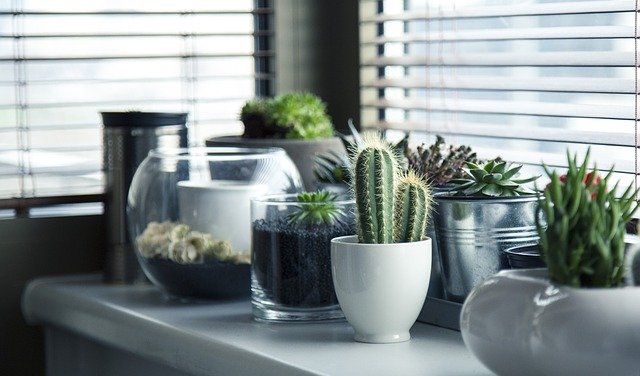 kaktusy v kuchyni